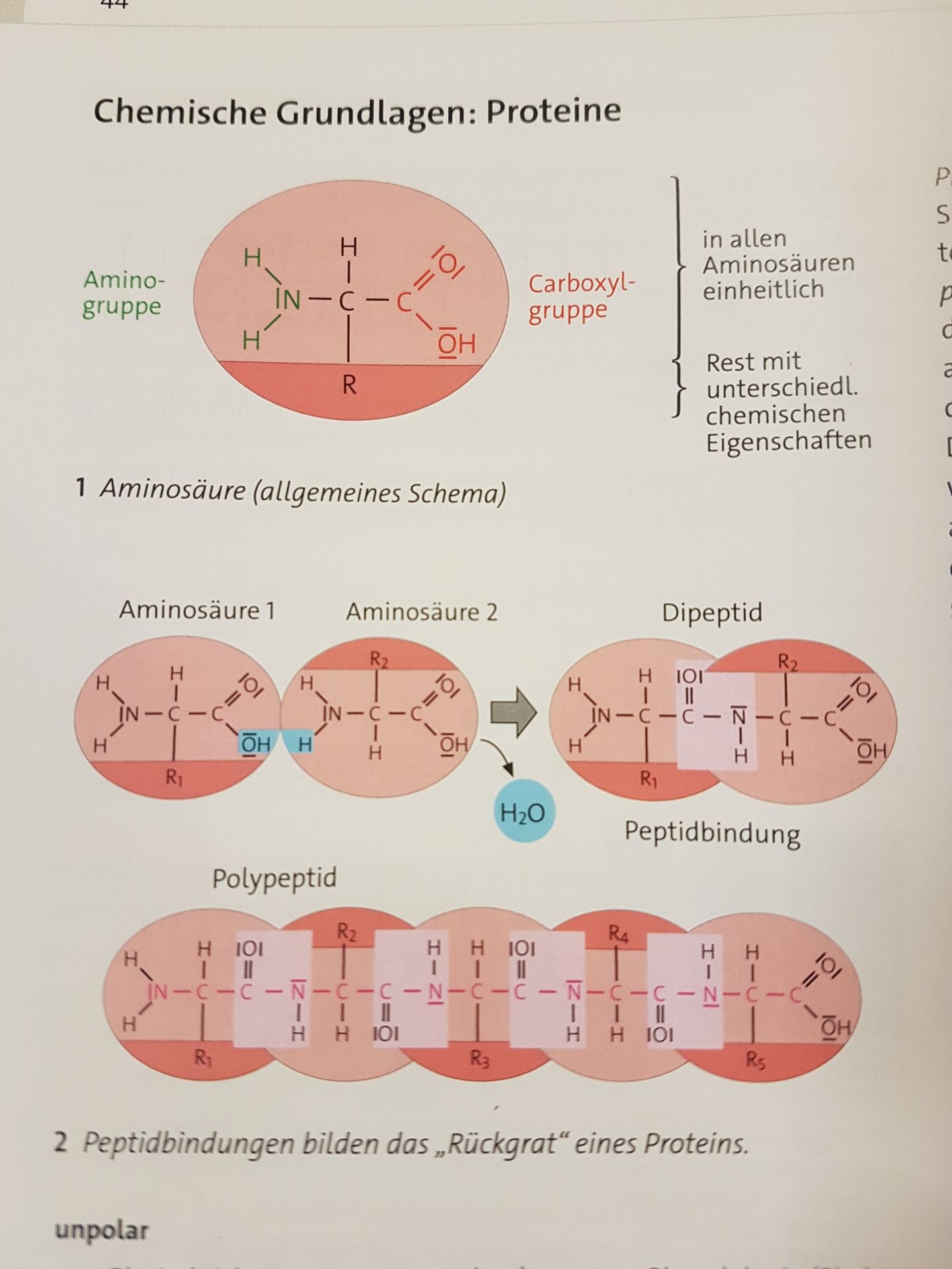Proteasen (z.B. Pepsin) zerlegen Proteine in Aminosäuren ...