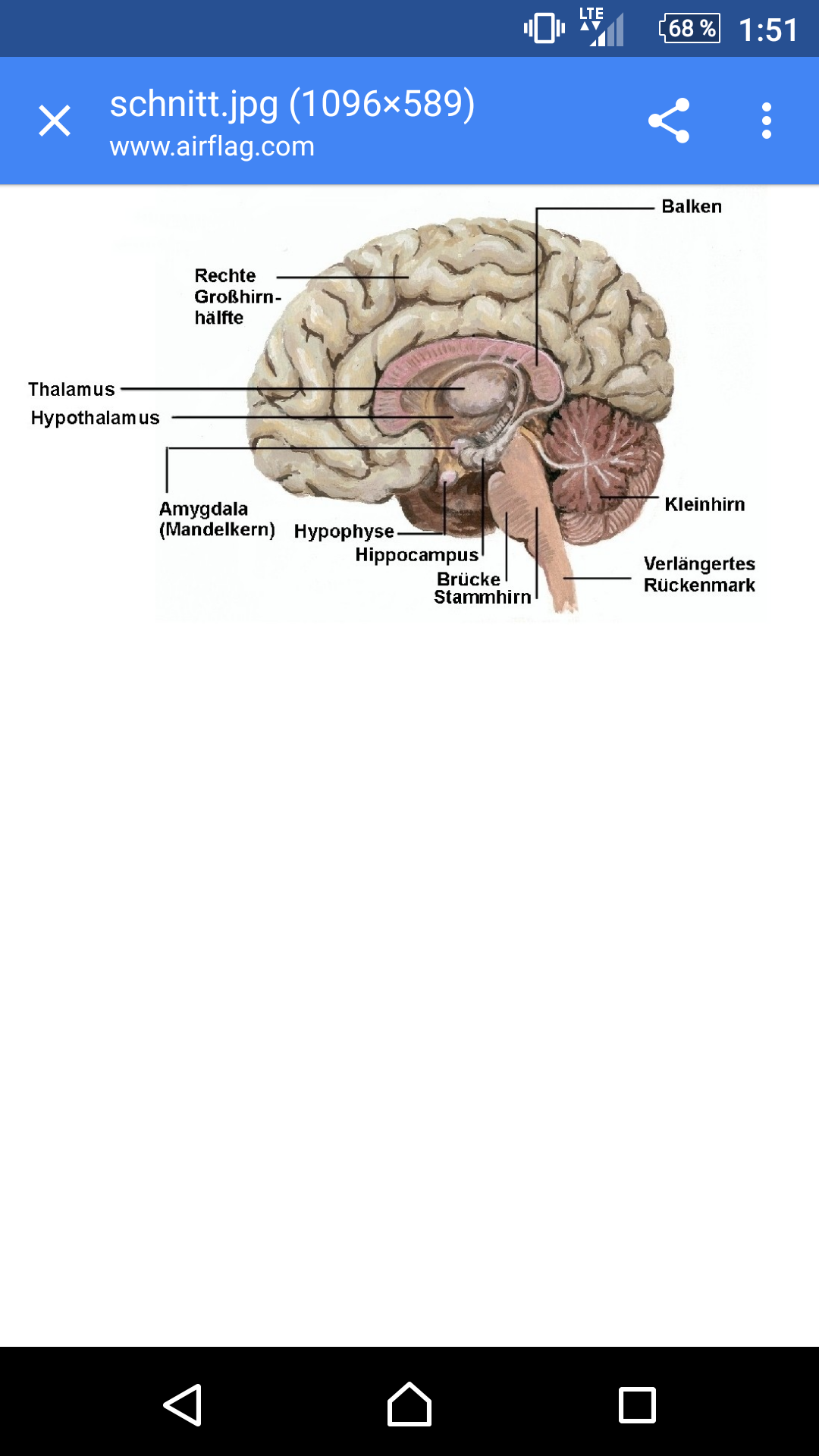 Gehirn Gostudent Gehirn Gostudent