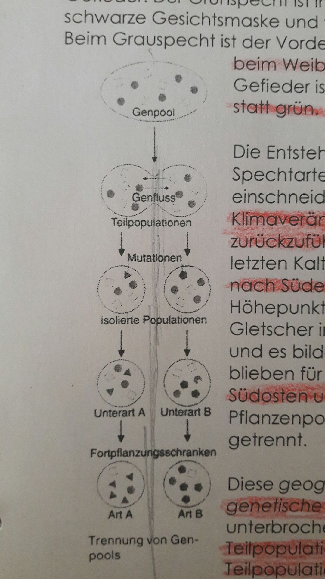 Die Artbildung | GoStudent