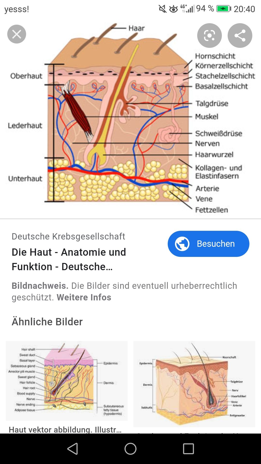 Review Of Aufbau Der Haut Arbeitsblatt References