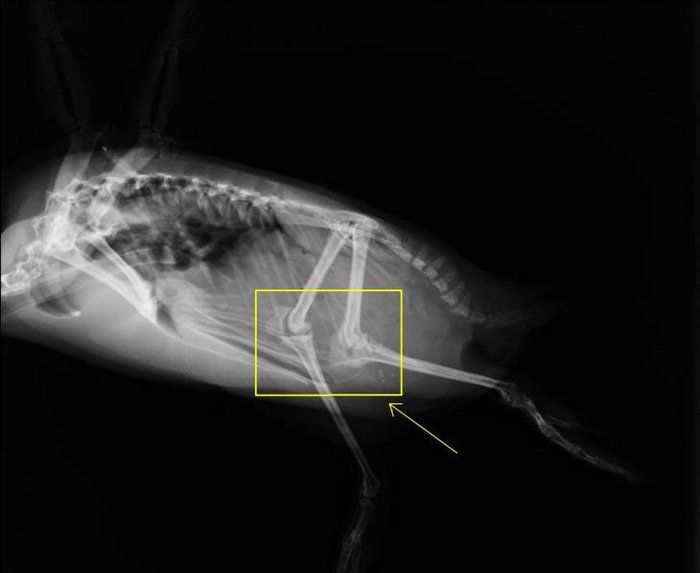 Pinguine Knie Pinguine Knie