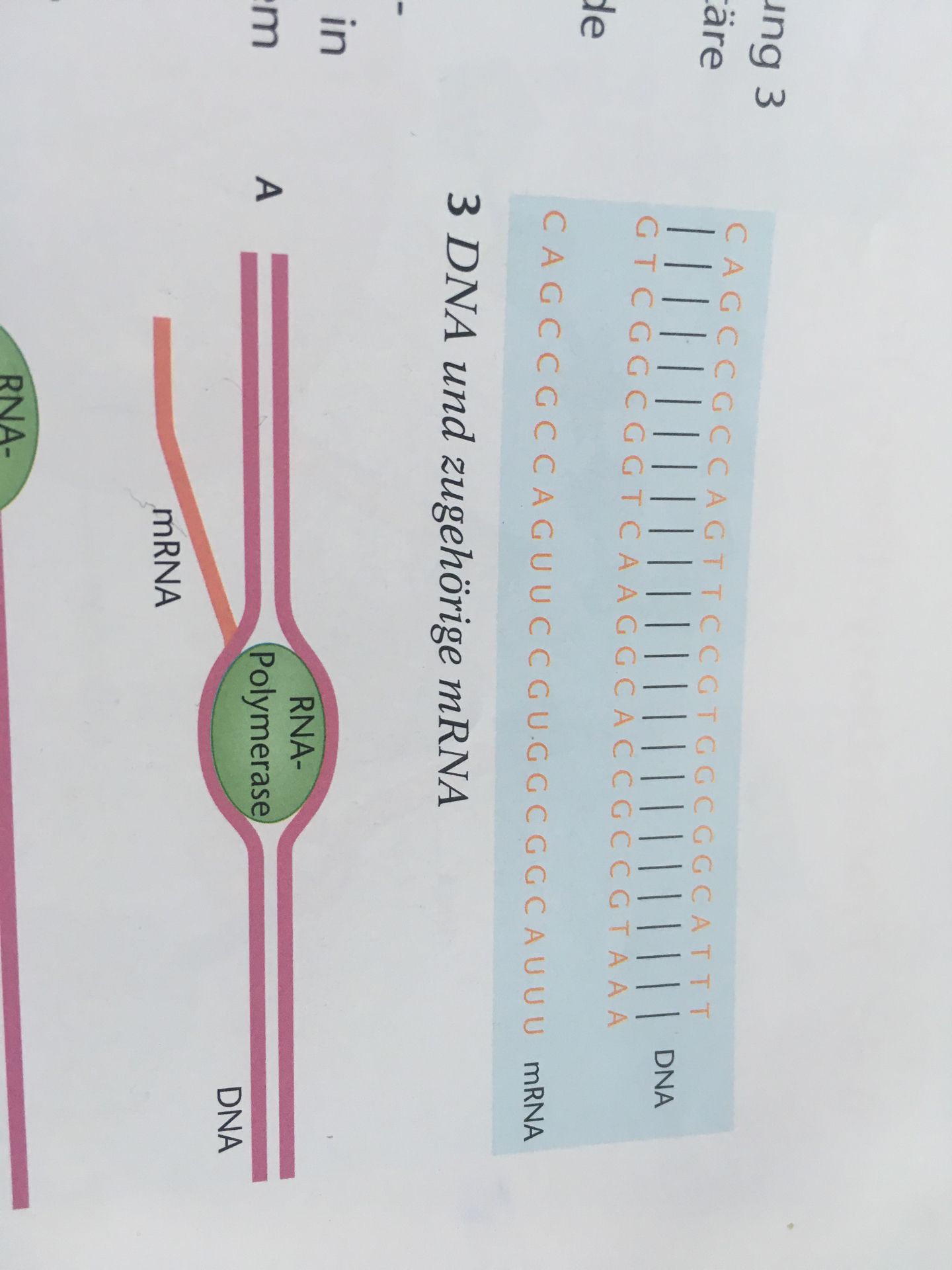 Welcher der beiden Dna - Stränge ist der codogene strang ...
