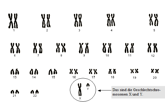 Wieviel Chromosomen Hat Der Mensch